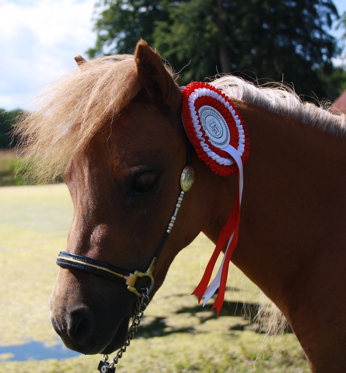 Dansk Miniature Kom-Foxy Lady of Eagle - Brahetrolleborg 2015 - 2 år billede 3