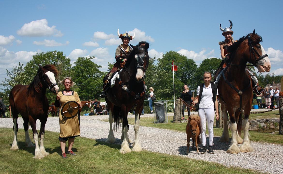 Dansk Miniature Kom-Foxy Lady of Eagle - Brahetrolleborg 2015 - 2 år billede 9