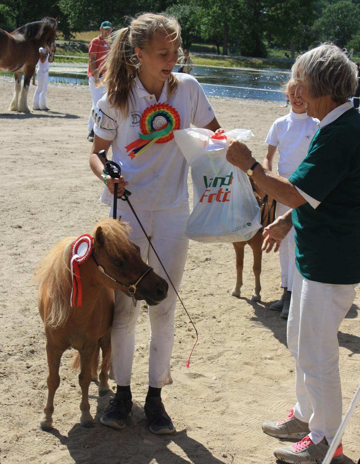 Dansk Miniature Kom-Foxy Lady of Eagle - Brahetrolleborg 2015 - 2 år billede 1