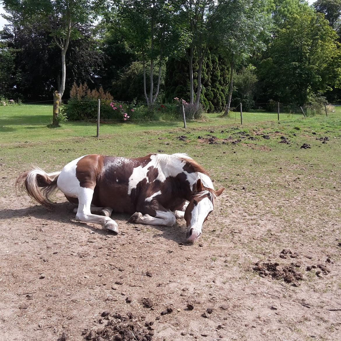 Pinto Ducati billede 13
