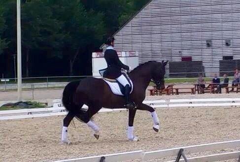 Dansk Varmblod Drisdals Co-Co Chanel RDH billede 6