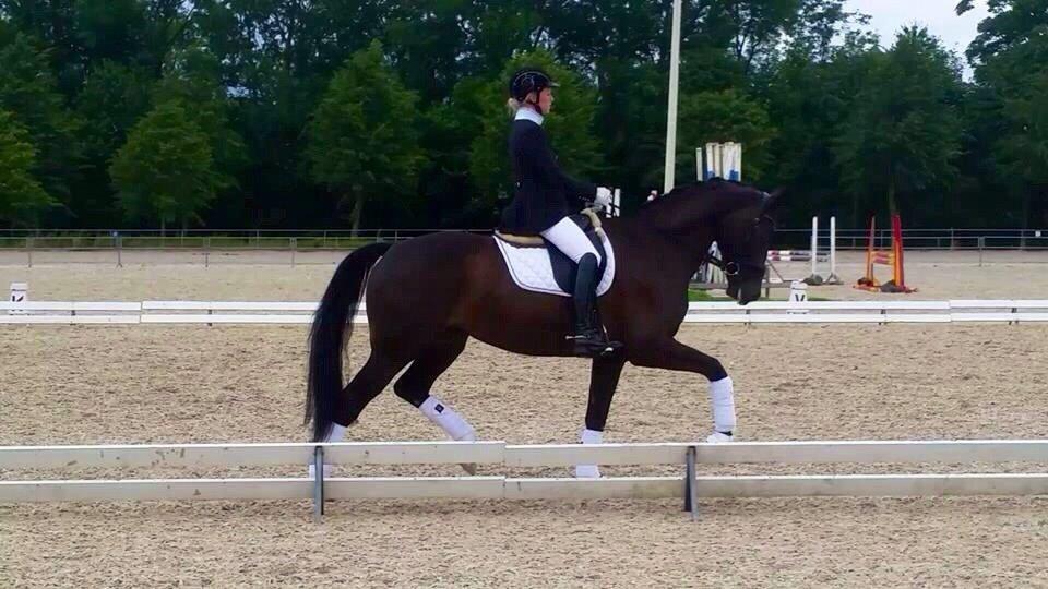 Dansk Varmblod Drisdals Co-Co Chanel RDH billede 7