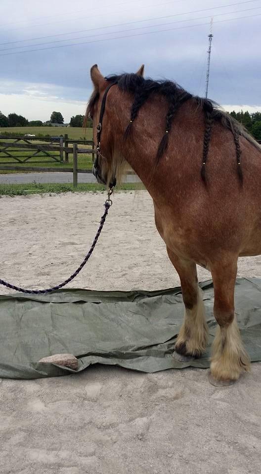 Irish Cob King Romany Vanner billede 2