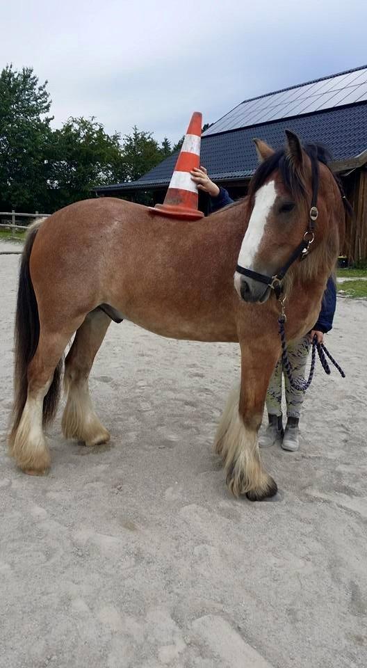Irish Cob King Romany Vanner billede 3