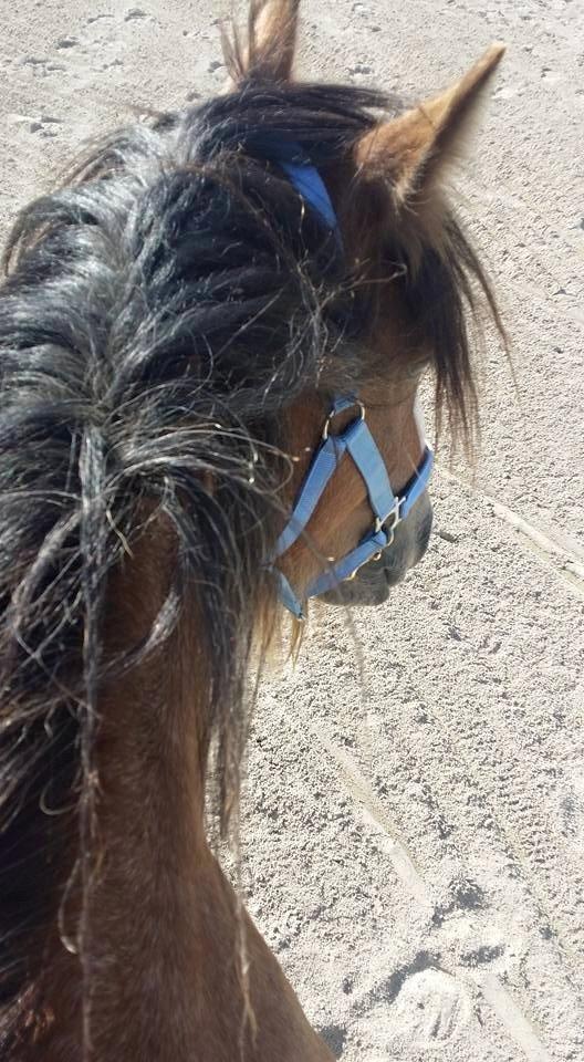 Irish Cob King Romany Vanner billede 4