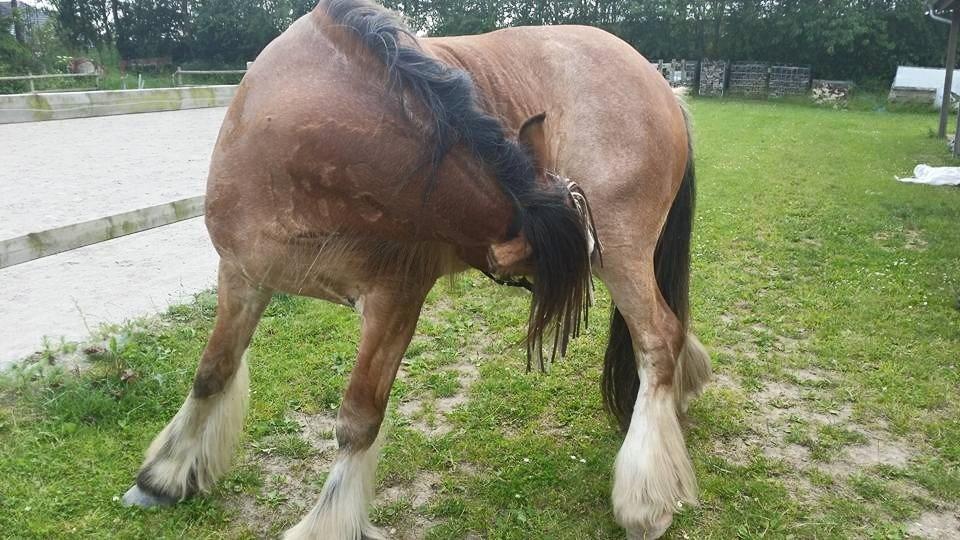 Irish Cob King Romany Vanner billede 5