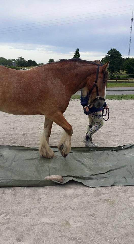 Irish Cob King Romany Vanner billede 6