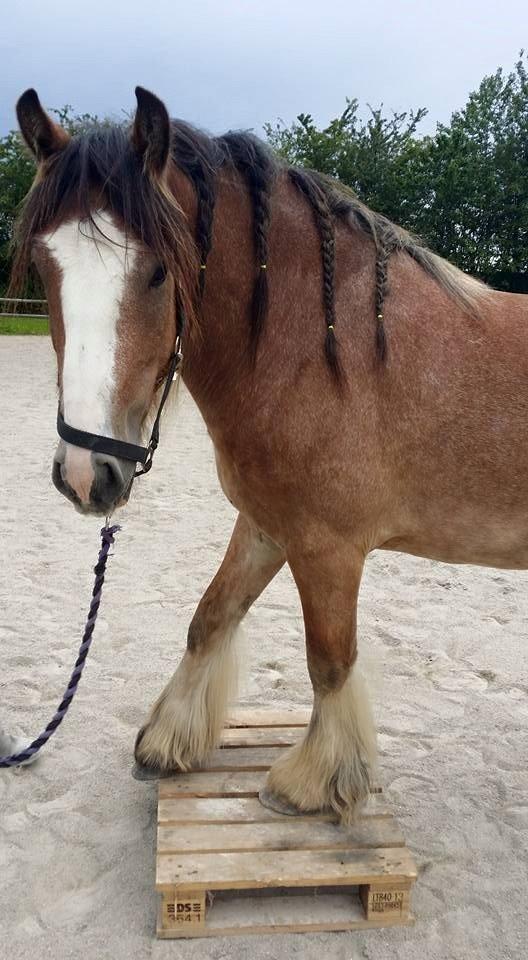 Irish Cob King Romany Vanner billede 7