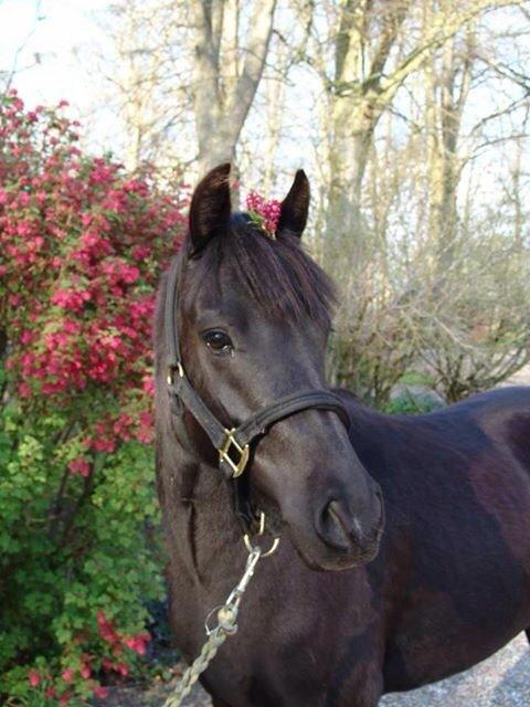 New Forest Remontes Sweet Swing (solgt) billede 8