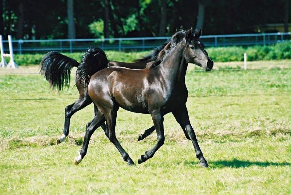 New Forest Remontes Sweet Swing (solgt) billede 9