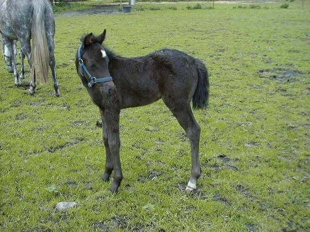 New Forest Remontes Sweet Swing (solgt) billede 10