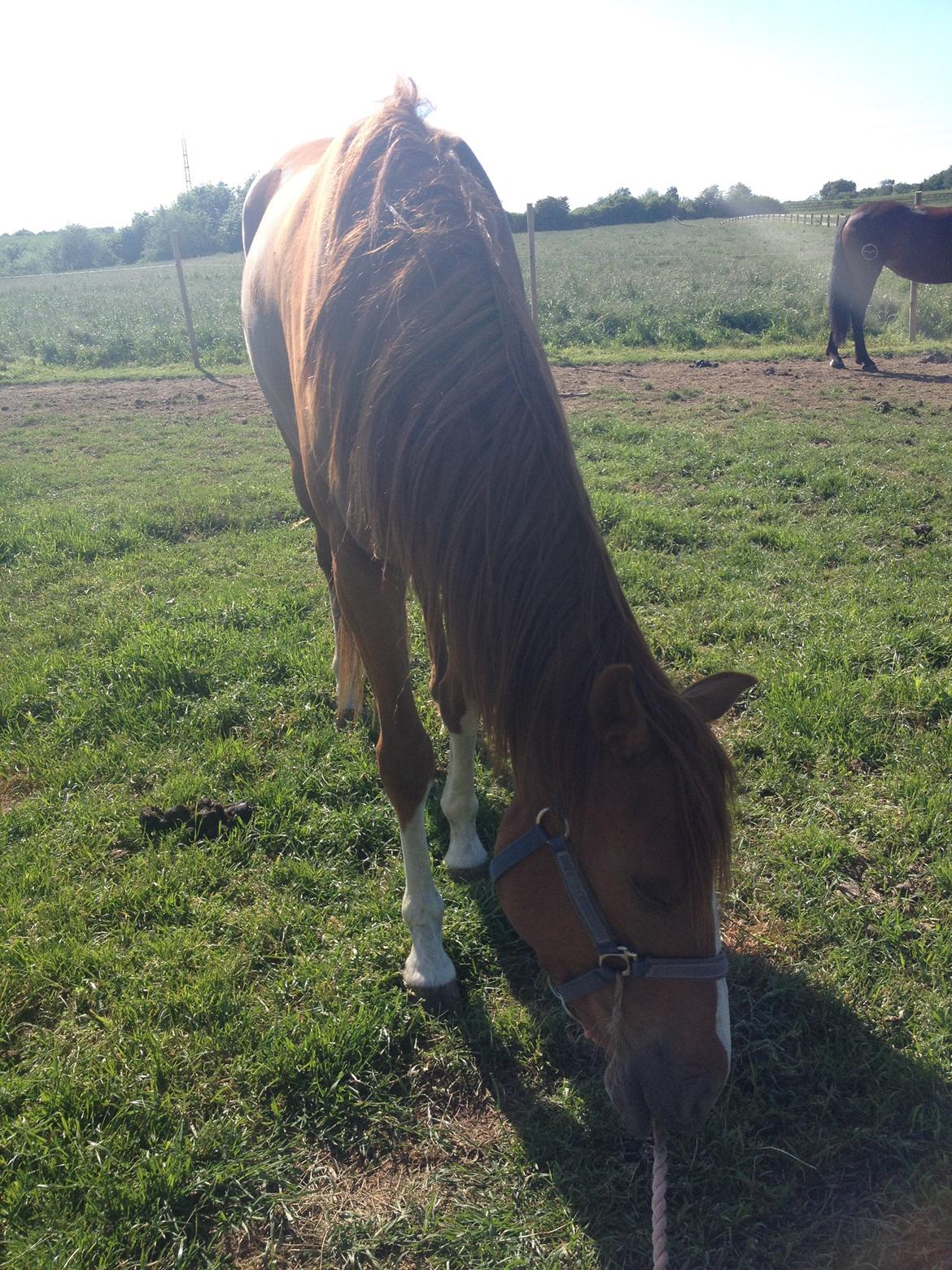 Dansk Varmblod Balou billede 2