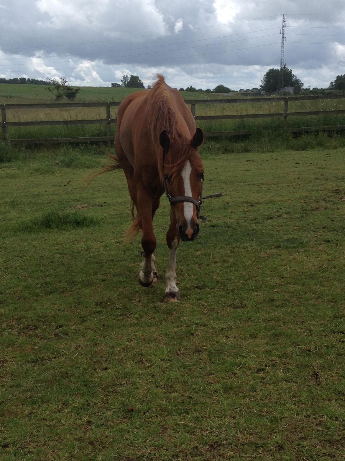 Dansk Varmblod Balou billede 1