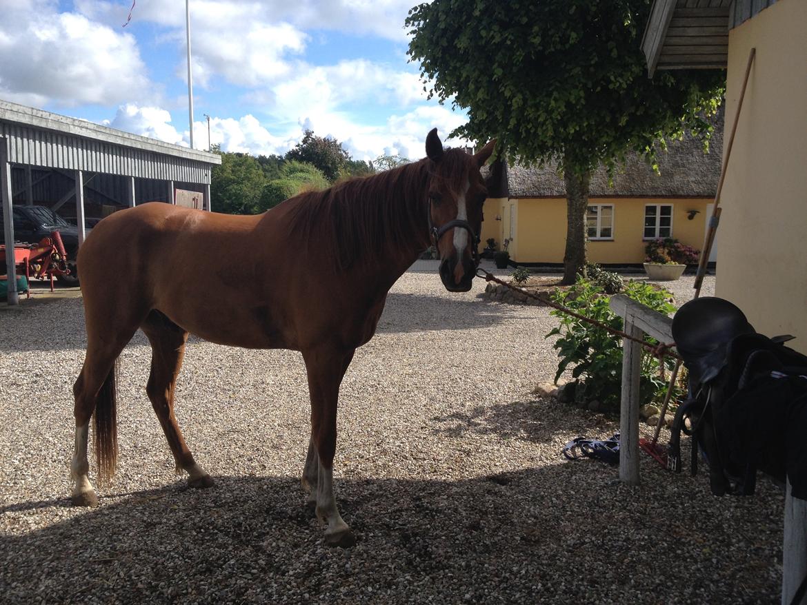 Dansk Varmblod Balou billede 3