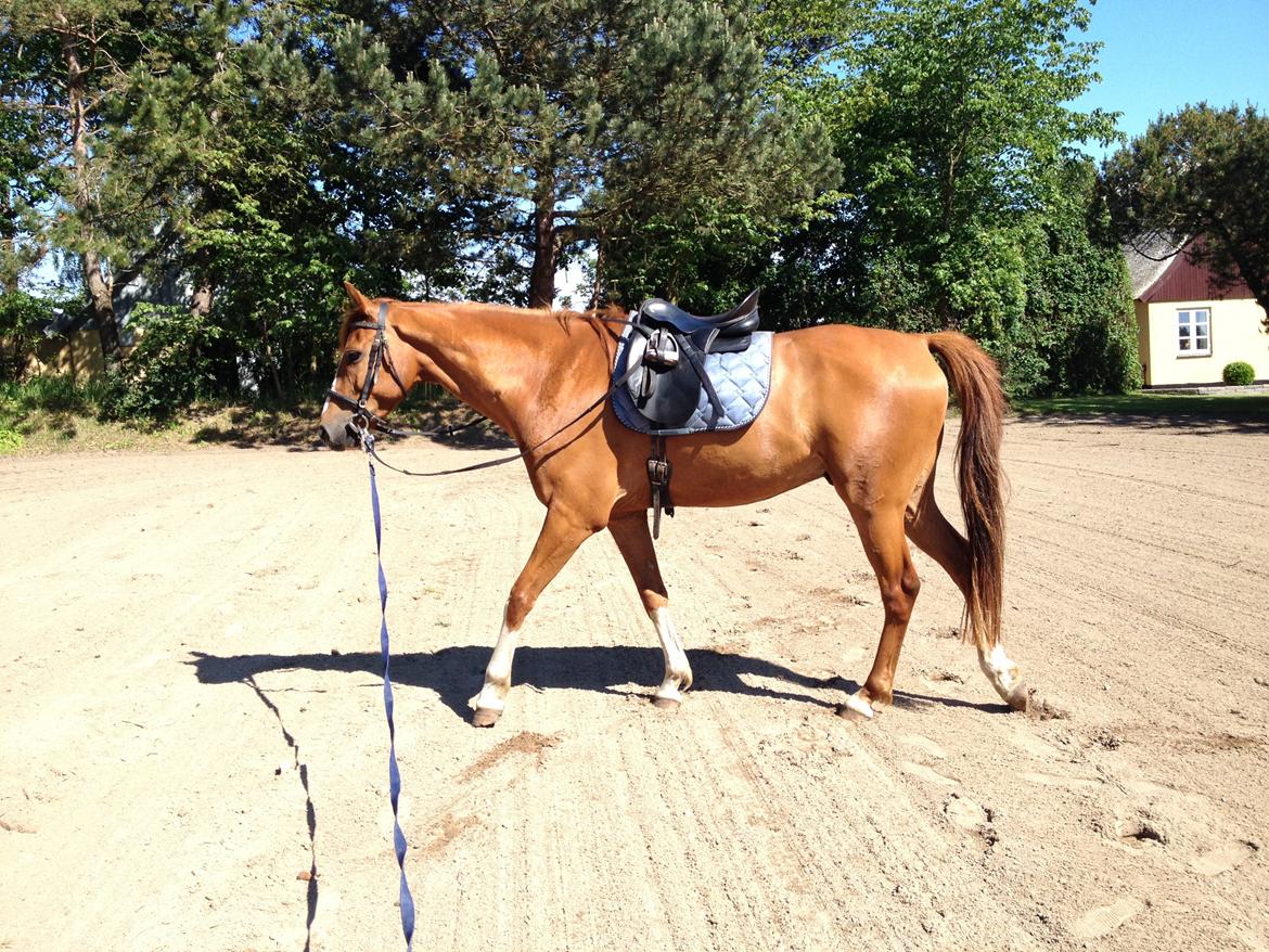 Dansk Varmblod Balou billede 4