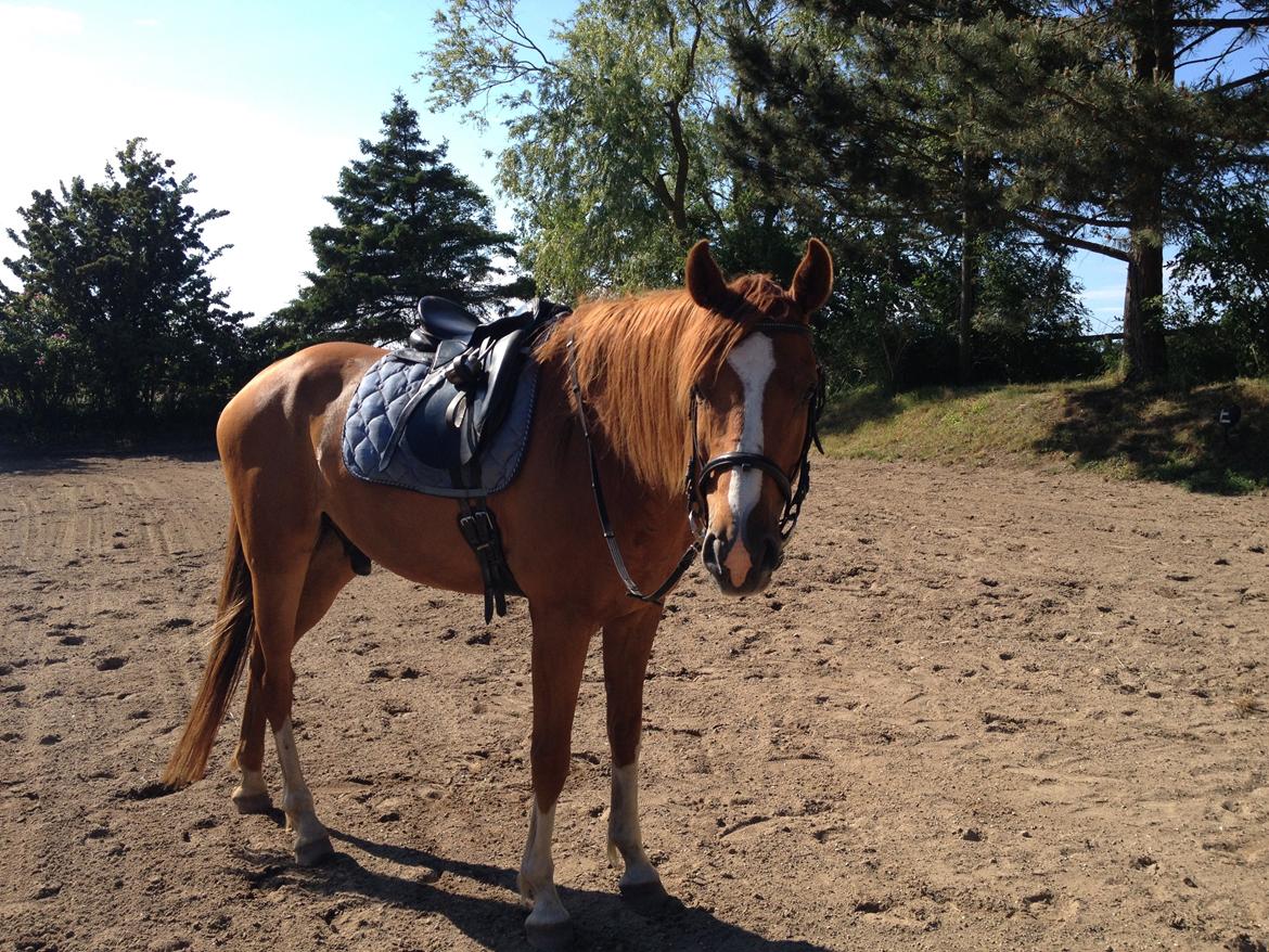 Dansk Varmblod Balou billede 5