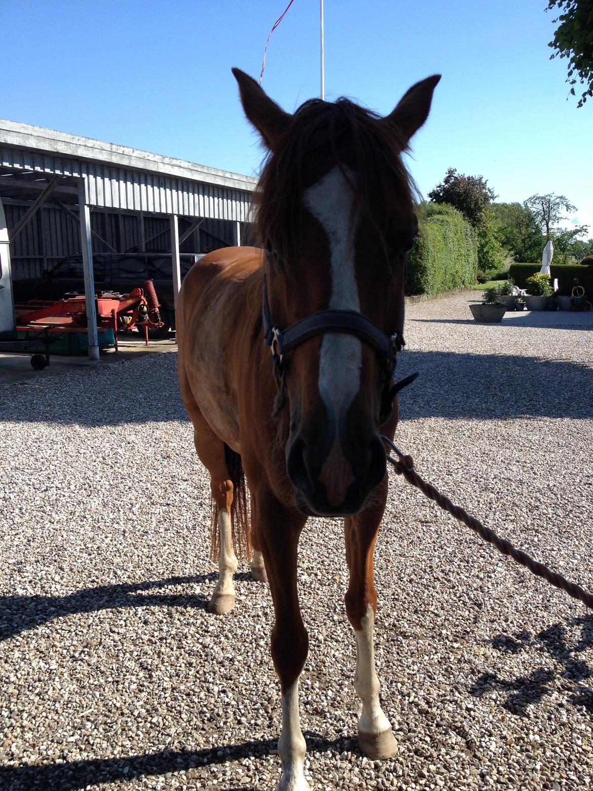 Dansk Varmblod Balou billede 6