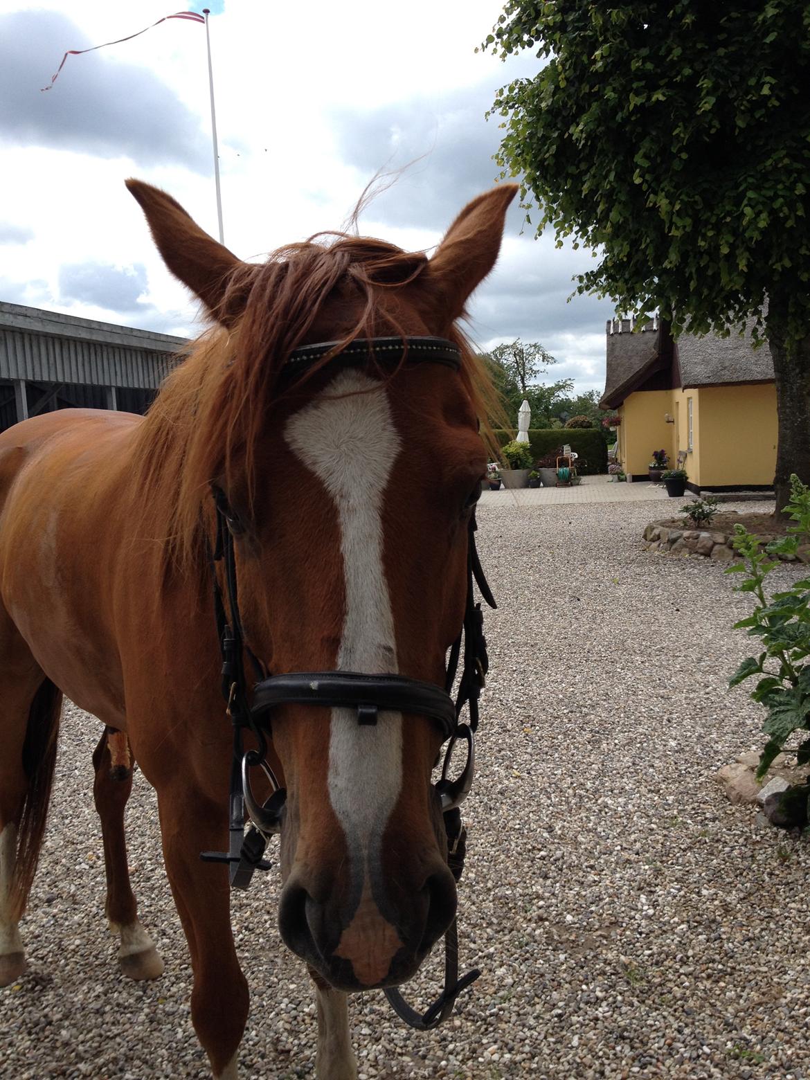 Dansk Varmblod Balou billede 7