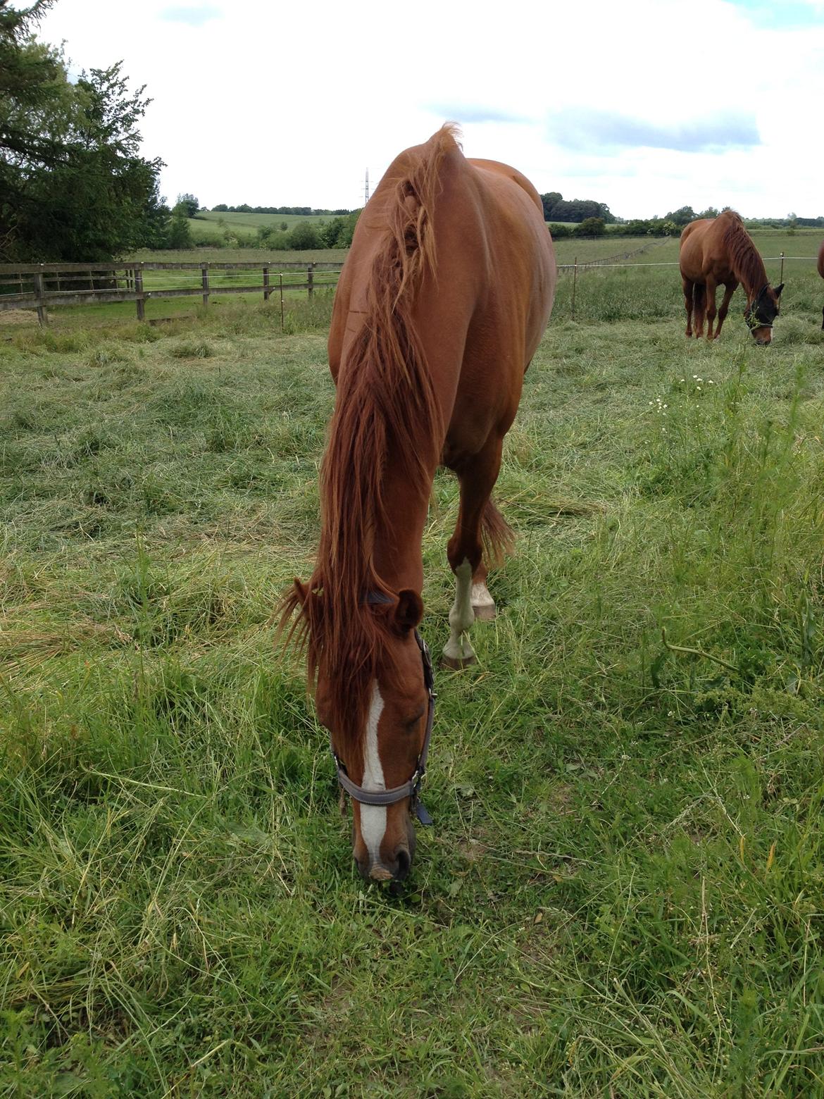 Dansk Varmblod Balou billede 8