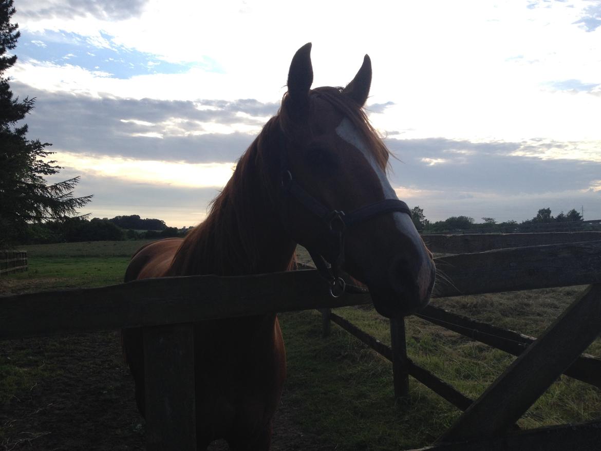 Dansk Varmblod Balou billede 9