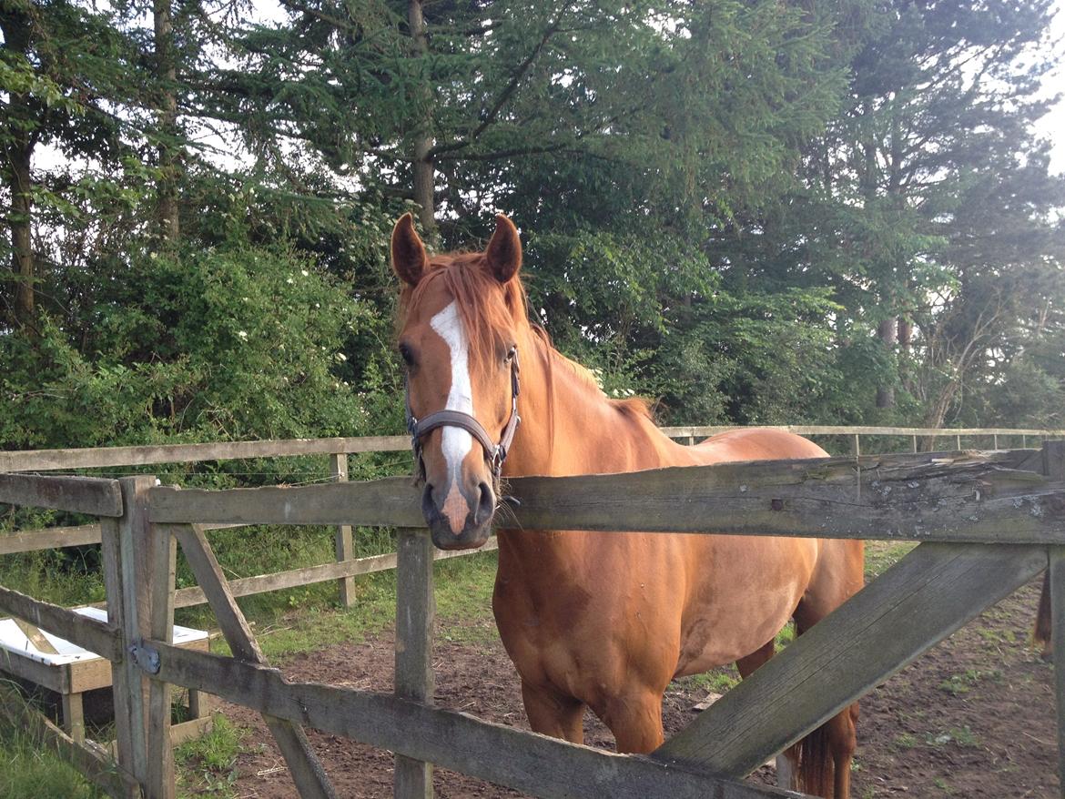 Dansk Varmblod Balou billede 10