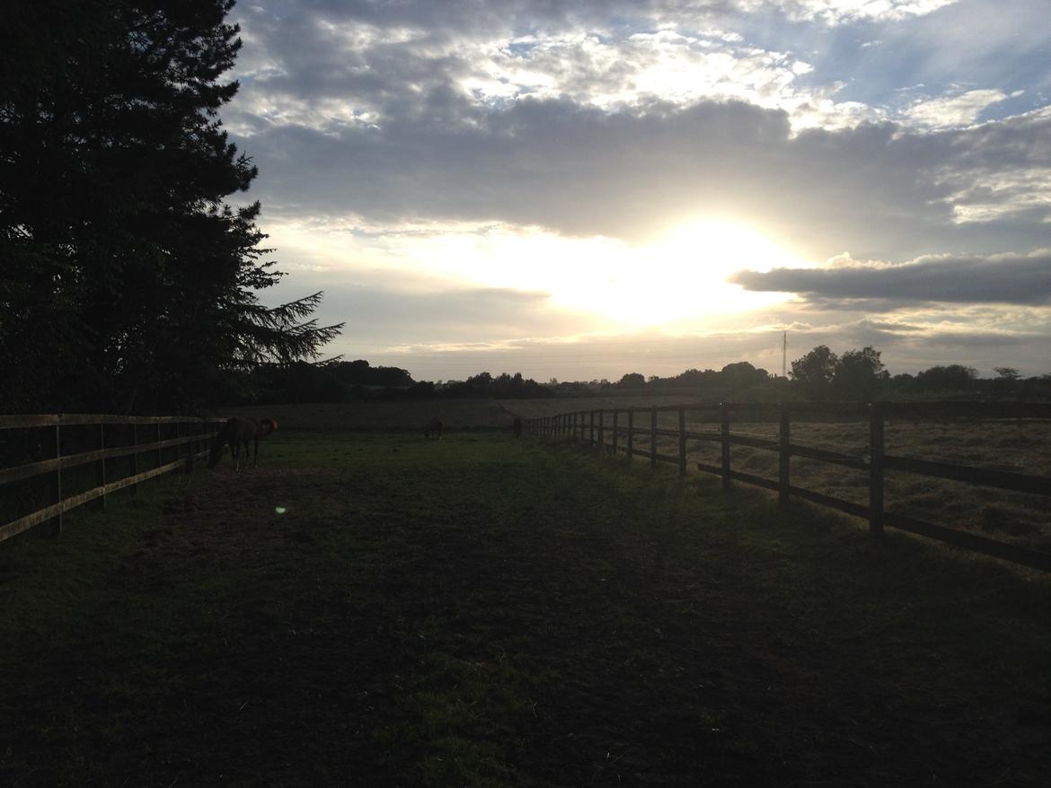 Dansk Varmblod Balou billede 11