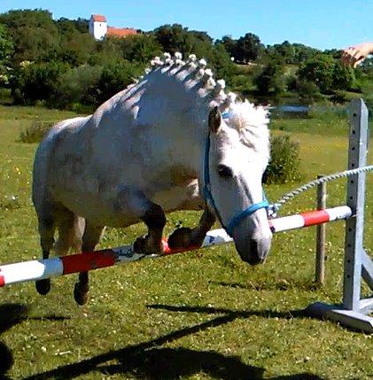 Anden særlig race Silas [Tidl. Part] billede 2