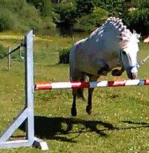 Anden særlig race Silas [Tidl. Part] billede 3