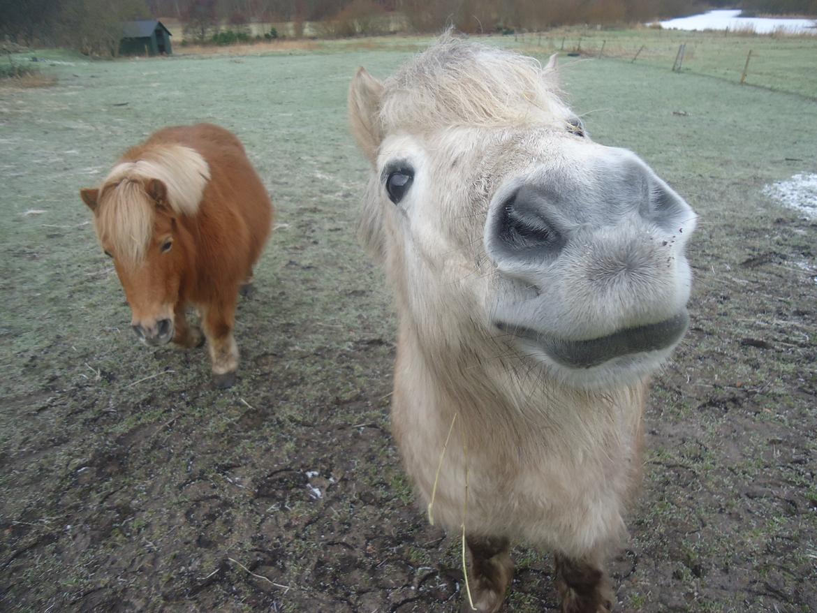 Anden særlig race Silas [Tidl. Part] billede 6