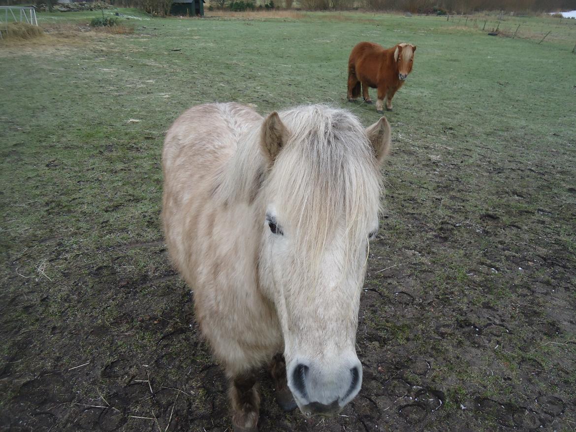 Anden særlig race Silas [Tidl. Part] billede 7