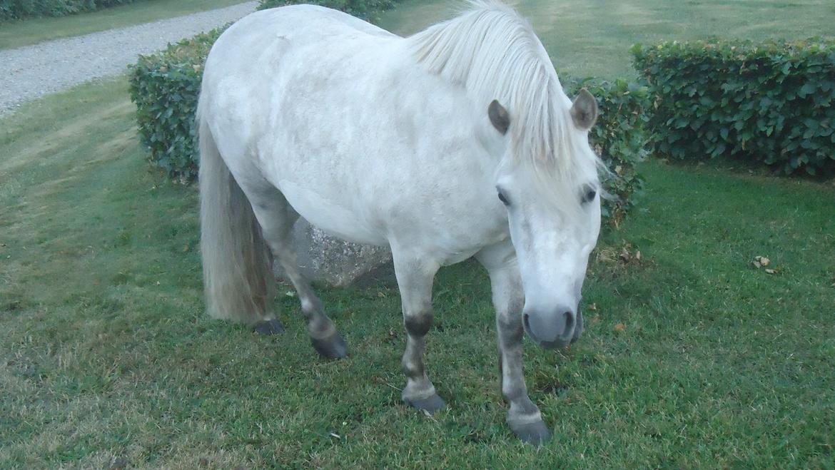 Anden særlig race Silas [Tidl. Part] billede 4