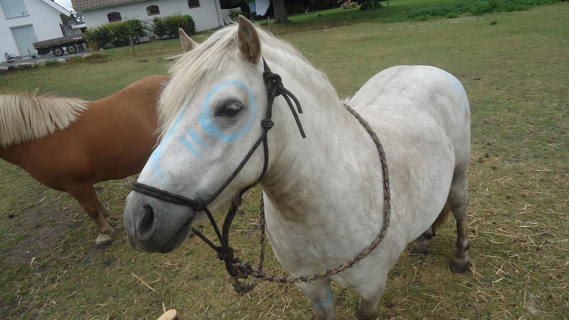 Anden særlig race Silas [Tidl. Part] billede 5