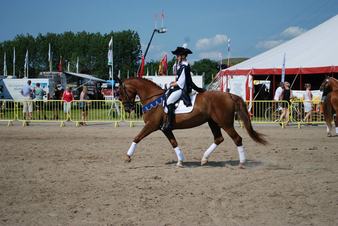 Frederiksborg Vestergårds Meleisa - Landskuet Herning 2015 billede 16