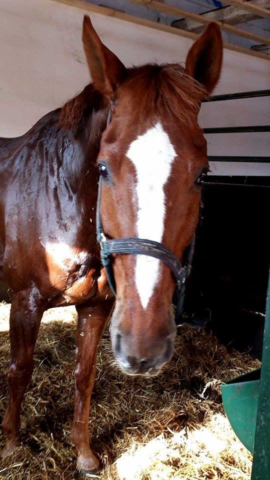 Tysk Oldenburger Sir Taki 2 billede 5