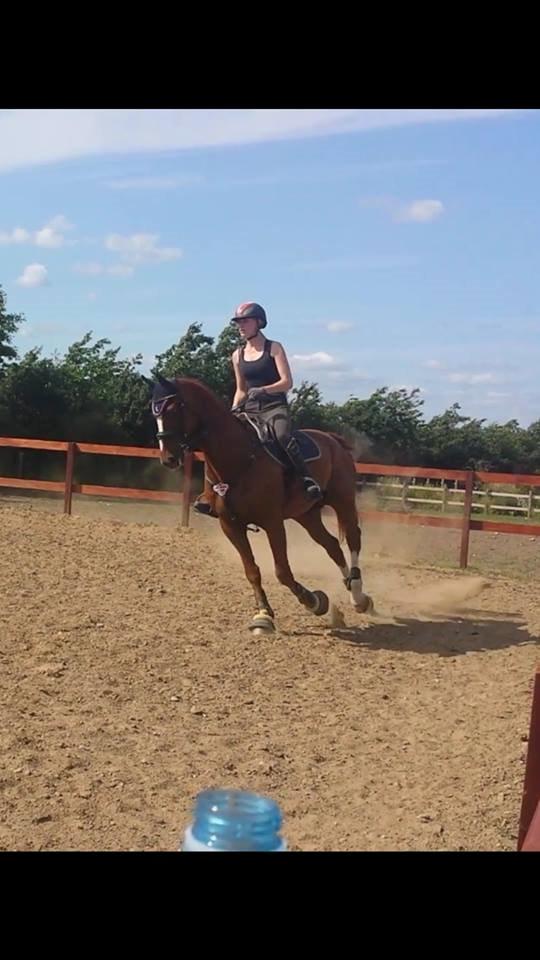 Tysk Oldenburger Sir Taki 2 billede 8