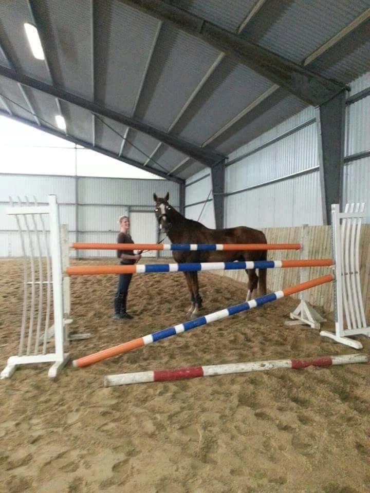 Tysk Oldenburger Sir Taki 2 billede 3