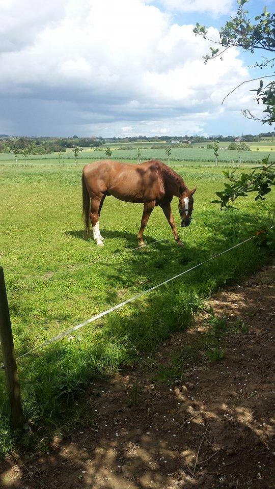 Tysk Oldenburger Sir Taki 2 billede 9