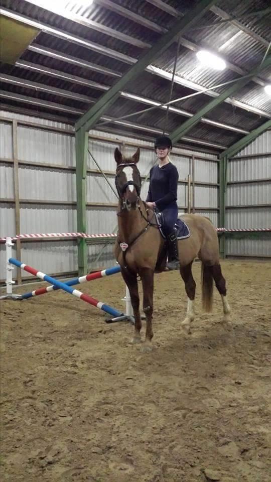 Tysk Oldenburger Sir Taki 2 billede 7