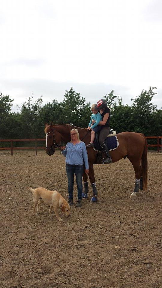 Tysk Oldenburger Sir Taki 2 billede 4