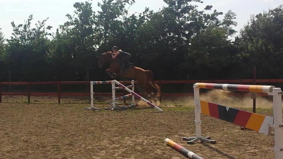 Tysk Oldenburger Sir Taki 2 billede 6