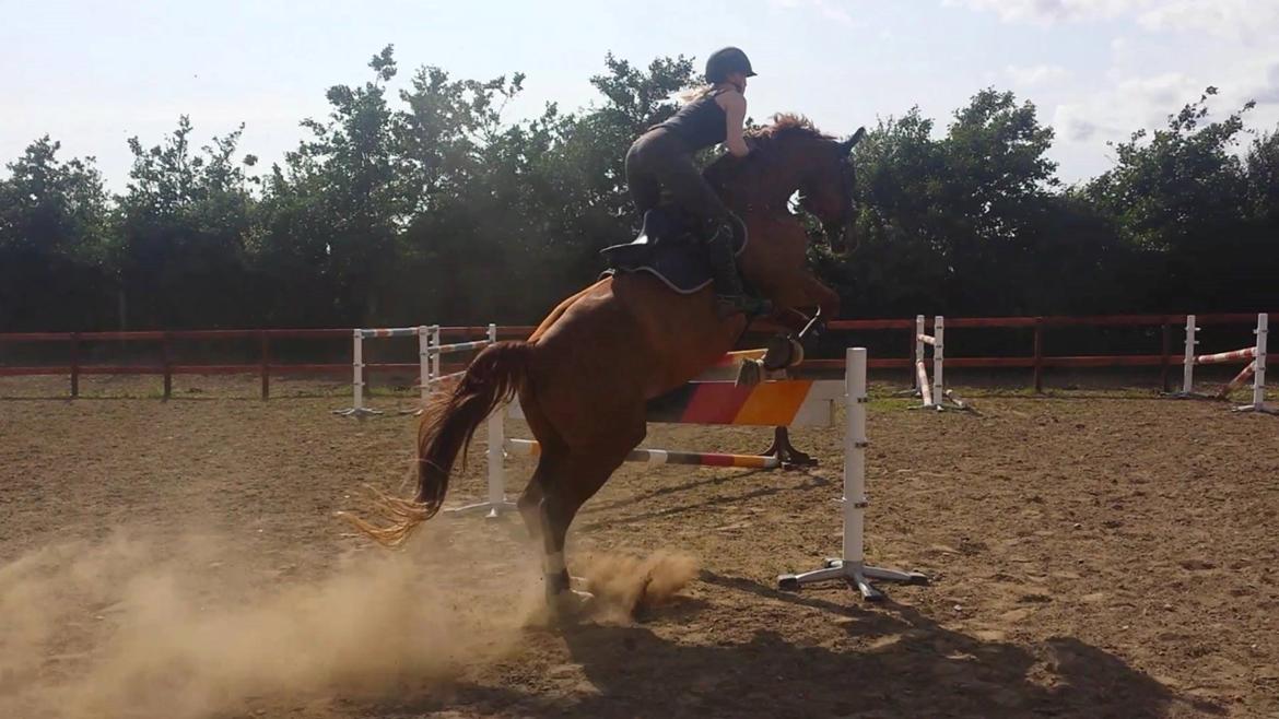 Tysk Oldenburger Sir Taki 2 billede 14