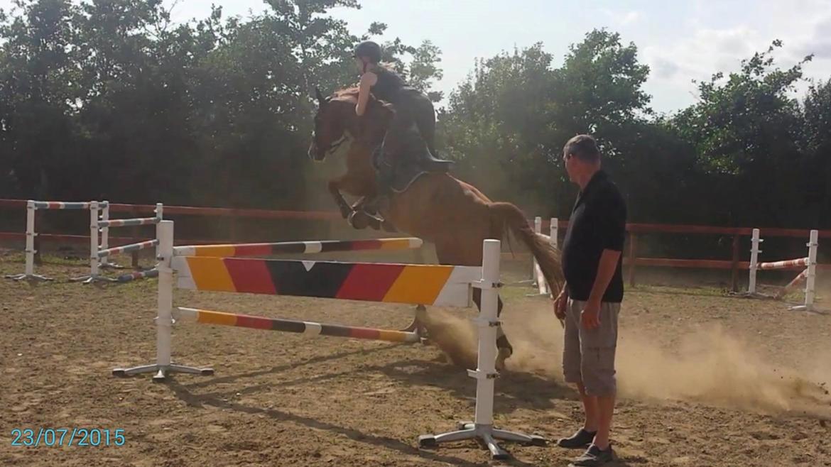 Tysk Oldenburger Sir Taki 2 billede 15