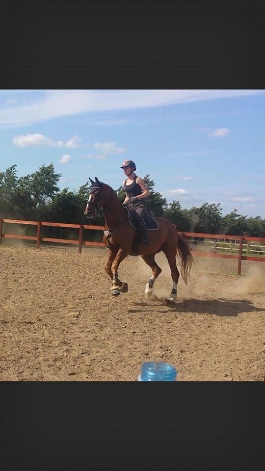 Tysk Oldenburger Sir Taki 2 billede 2