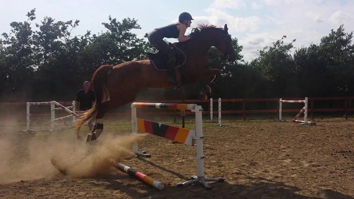 Tysk Oldenburger Sir Taki 2 billede 13