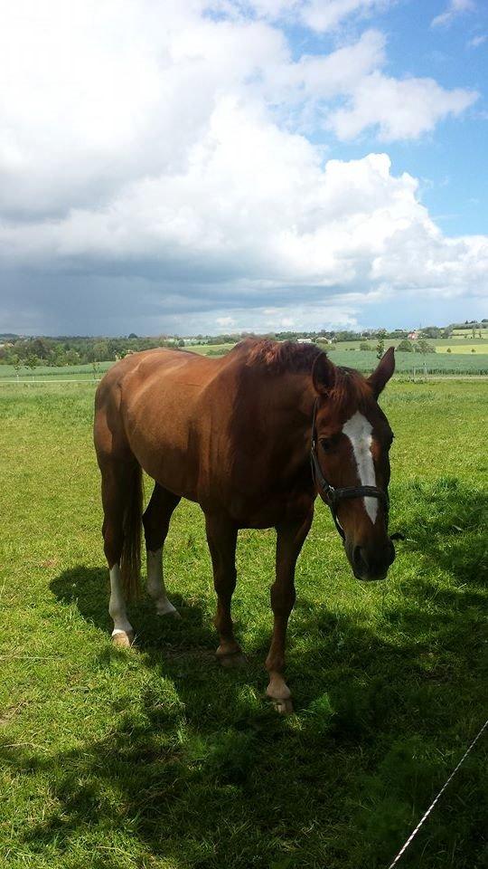 Tysk Oldenburger Sir Taki 2 billede 11