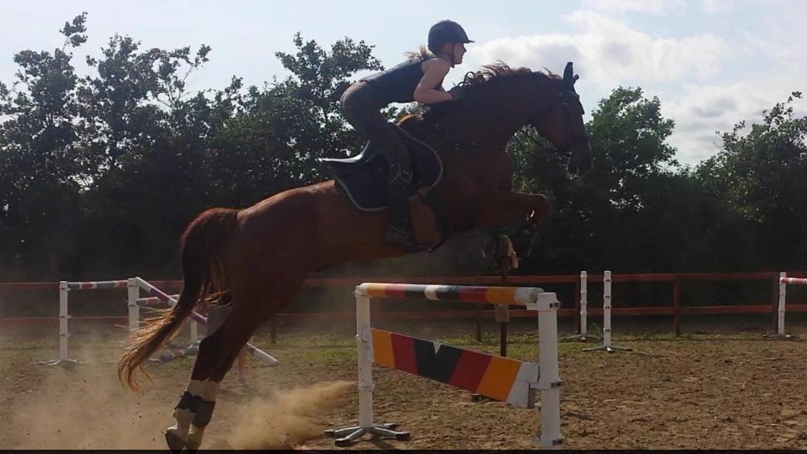 Tysk Oldenburger Sir Taki 2 billede 10