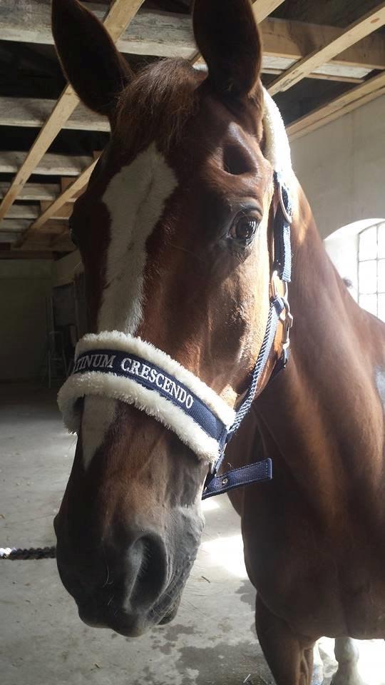 Tysk Oldenburger Sir Taki 2 billede 1