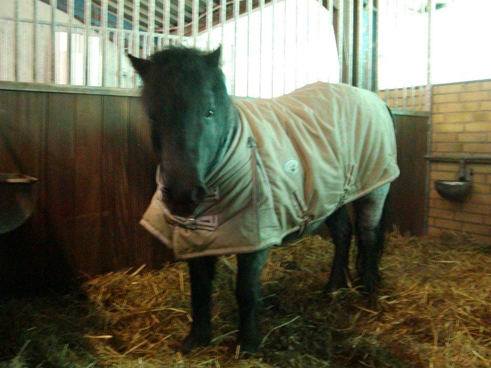 Anden særlig race Miss Cheri billede 4