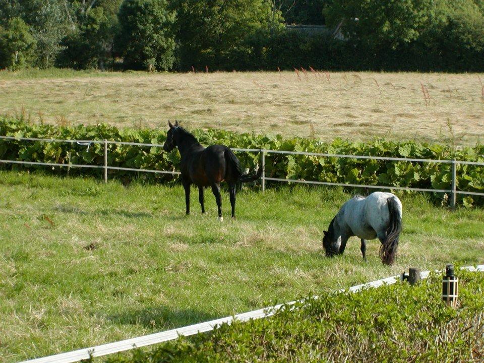 Anden særlig race Miss Cheri billede 10