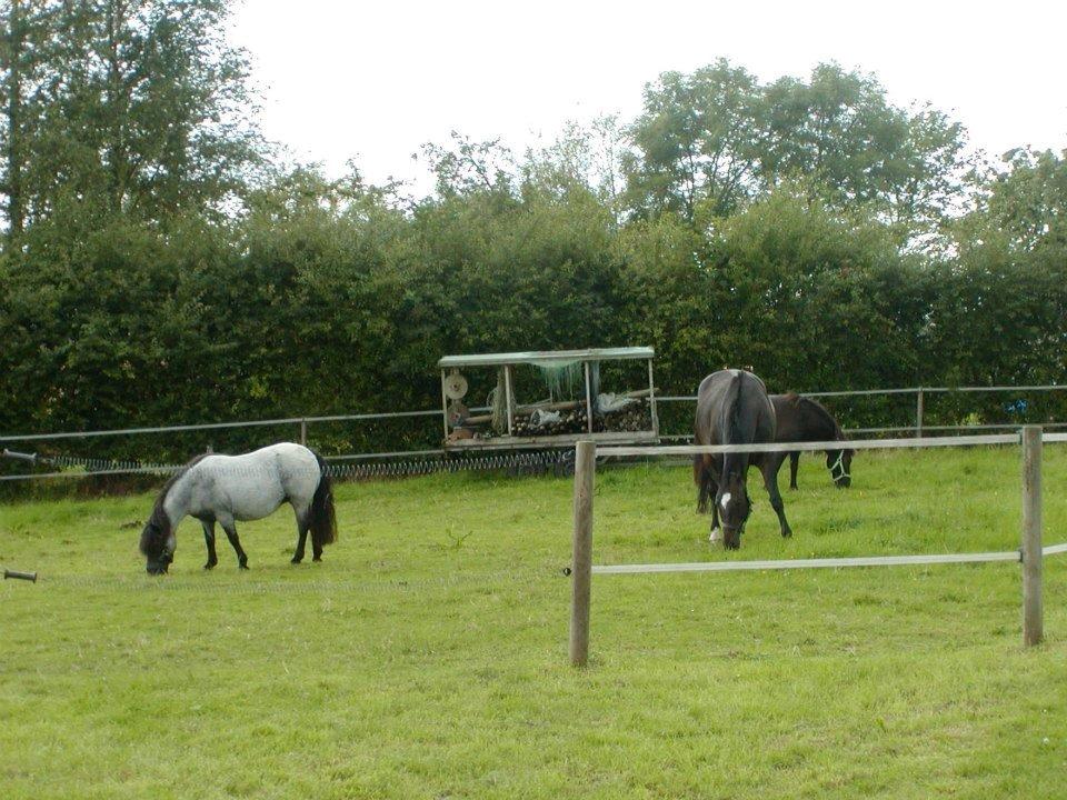 Anden særlig race Miss Cheri - Cheri med hendes bedste ven Basse  billede 9